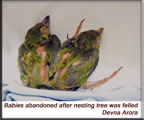 Devna Arora - Abandoned baby birds